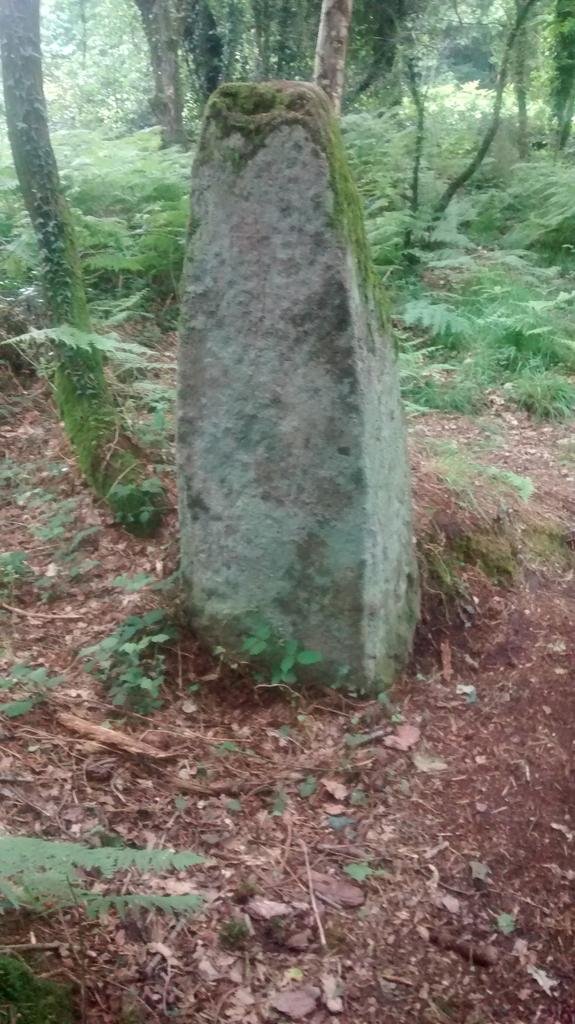 Une pierre moussue dans la forêt, plantée en position debout