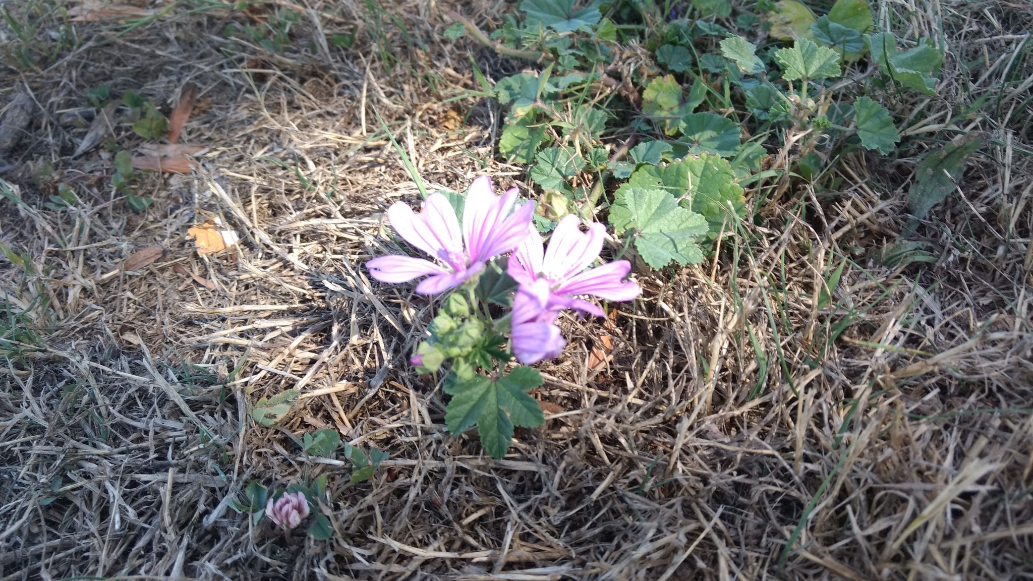 Une petite fleur rose (pas un géranium)