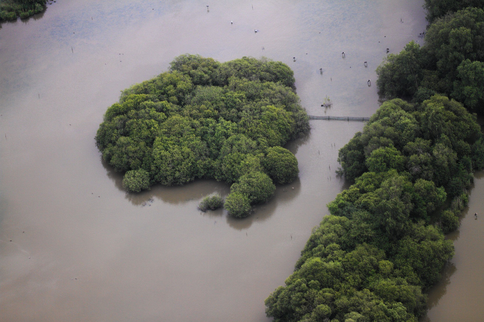 Une étendue d’eau vue d’avion, avec un îlot couvert de végétation dense