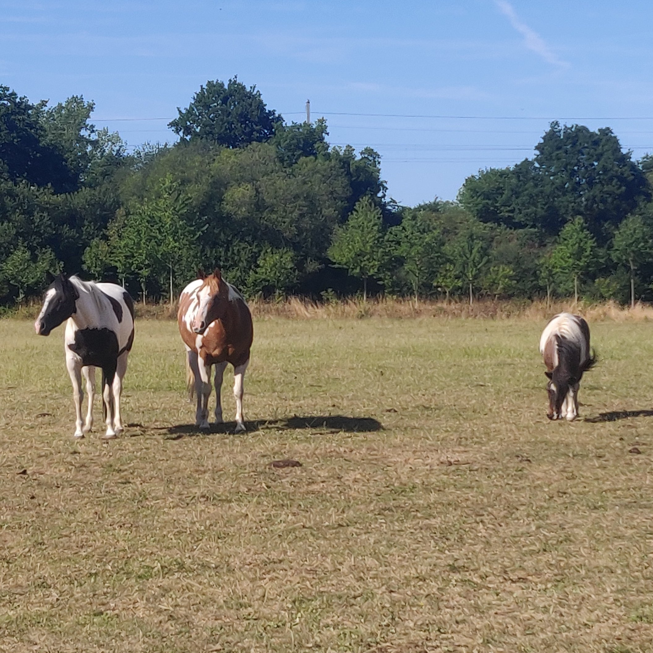 Trois chevaux dans un pré, faisant face à l'appareil photo. Le plus à droite broute, les deux autres regardent passer quelque chose situé hors cadre. Ils sont de couleur pie pour celui du milieu et pie noire pour les deux autres.