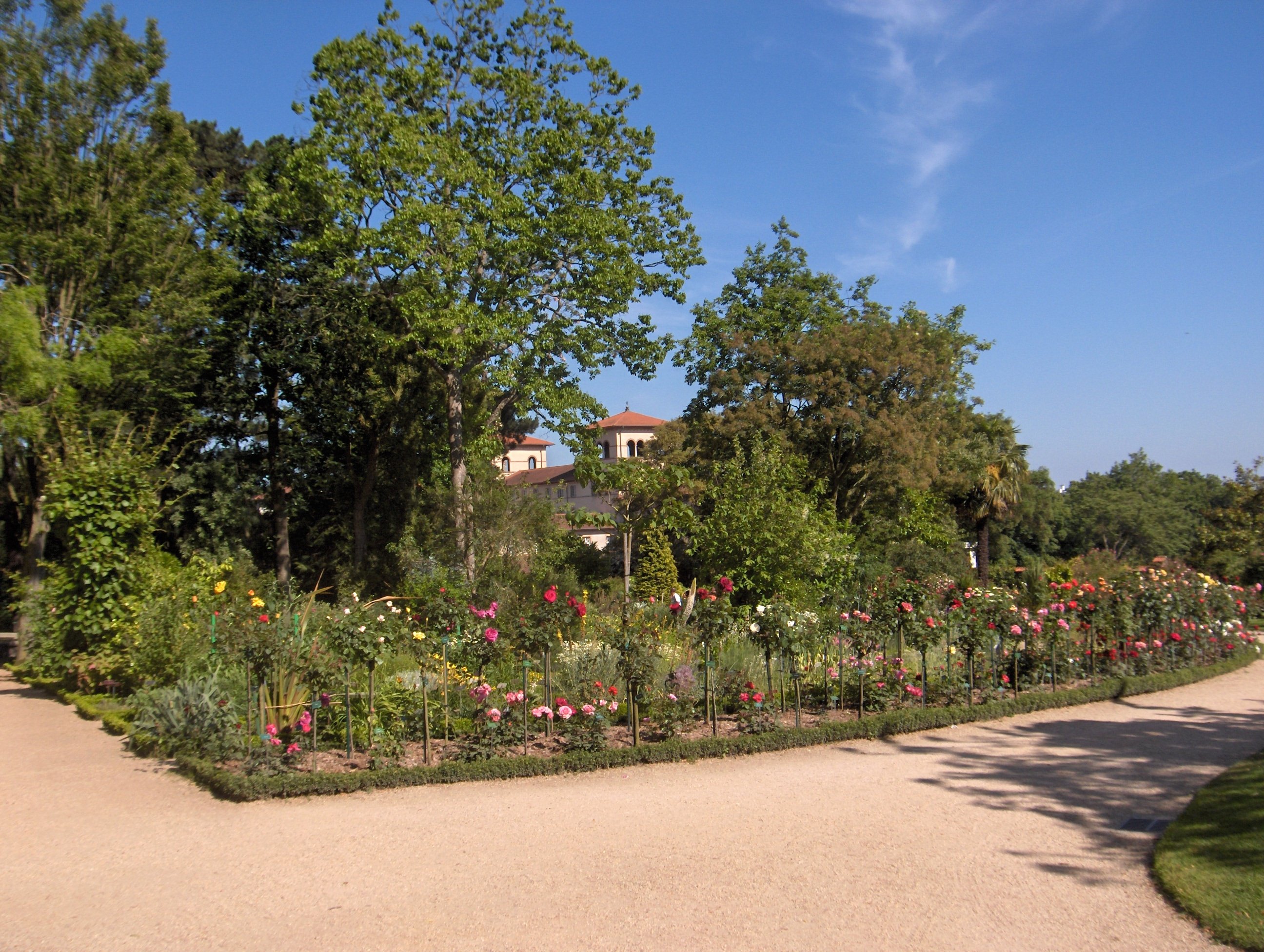 Un carré de plantations de roses dans le parc