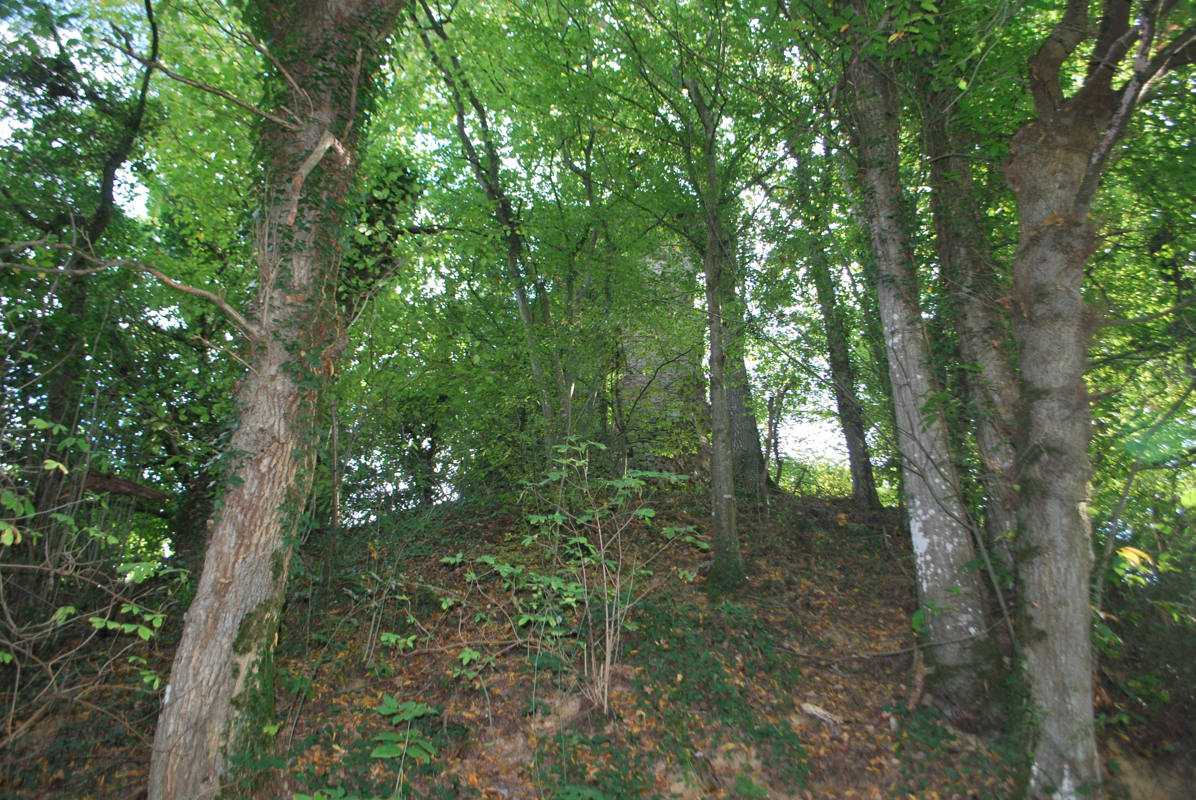 Une butte de terre couverte d'arbres, entre lesquels on devine au sommet le reste d'un mur de pierres