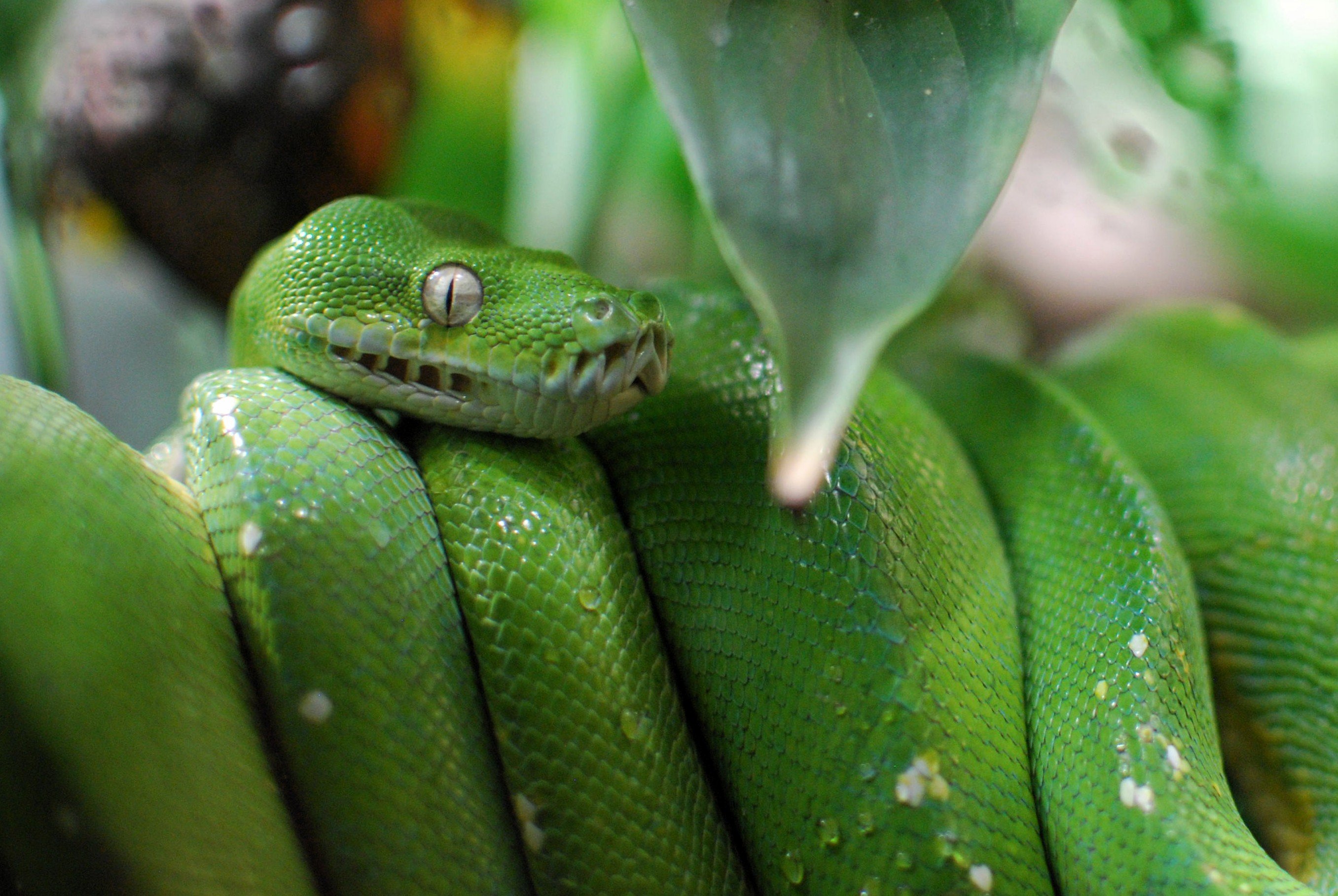 Un python d'un vert éclatant enroulé autour d'une branche comme un ressort, avec sa tête reposant sur son corps, son œil regardant directement vers la caméra