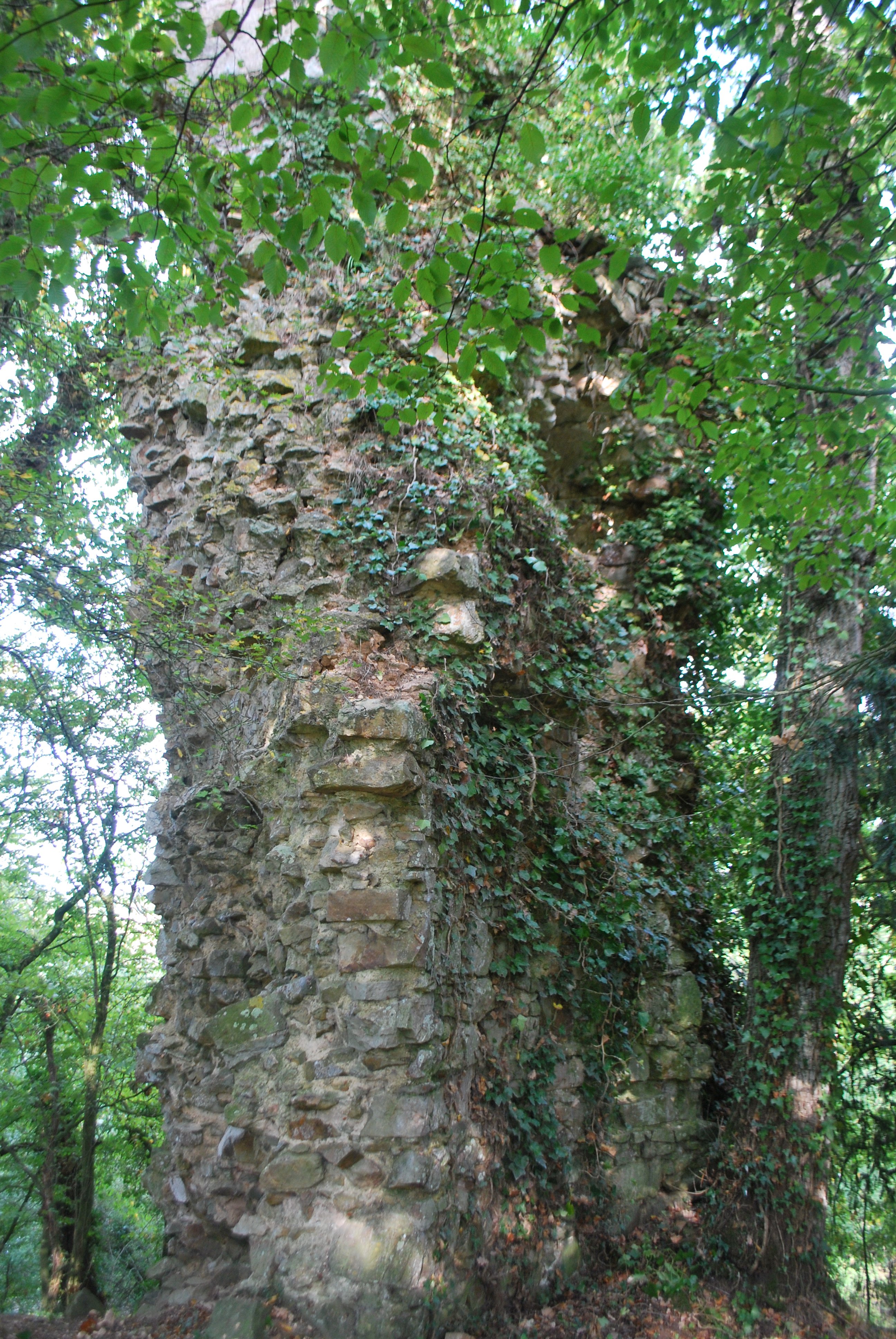 Remnant of a tall medieval wall (maybe 10 meters tall?) between trees